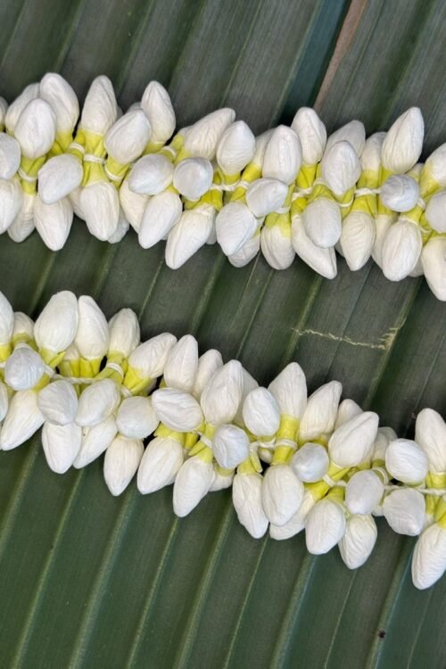 Thick Jasmine Buds strand